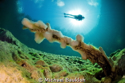 Diving in a freshwater spring

Canon 5DS R, 8-15mm Fish... by Michael Baukloh 